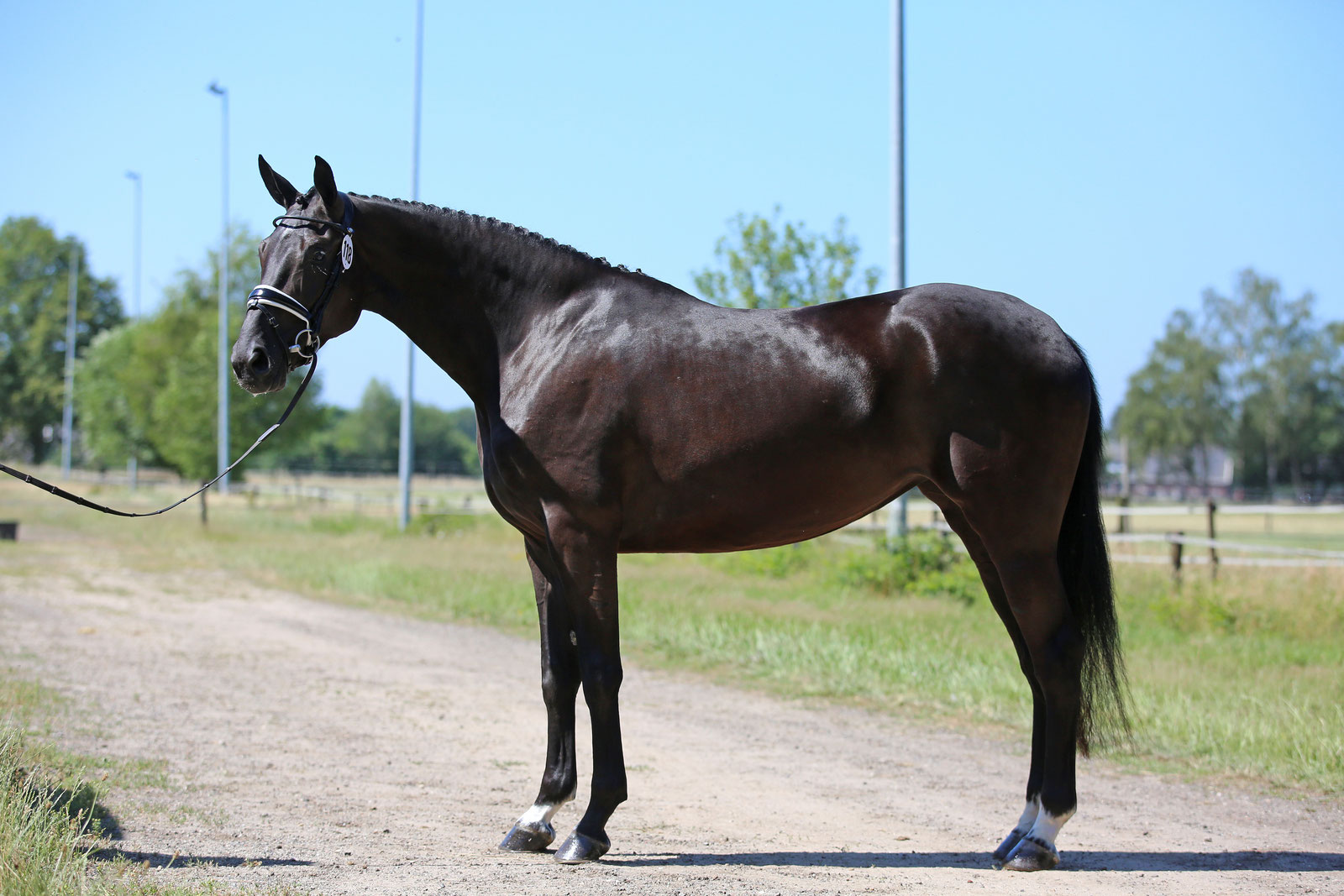 Why I use a leather bit for this young horse